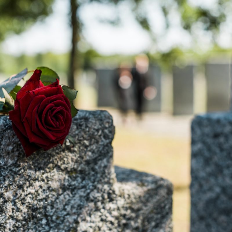 shadows on red aromatic rose on concrete tomb